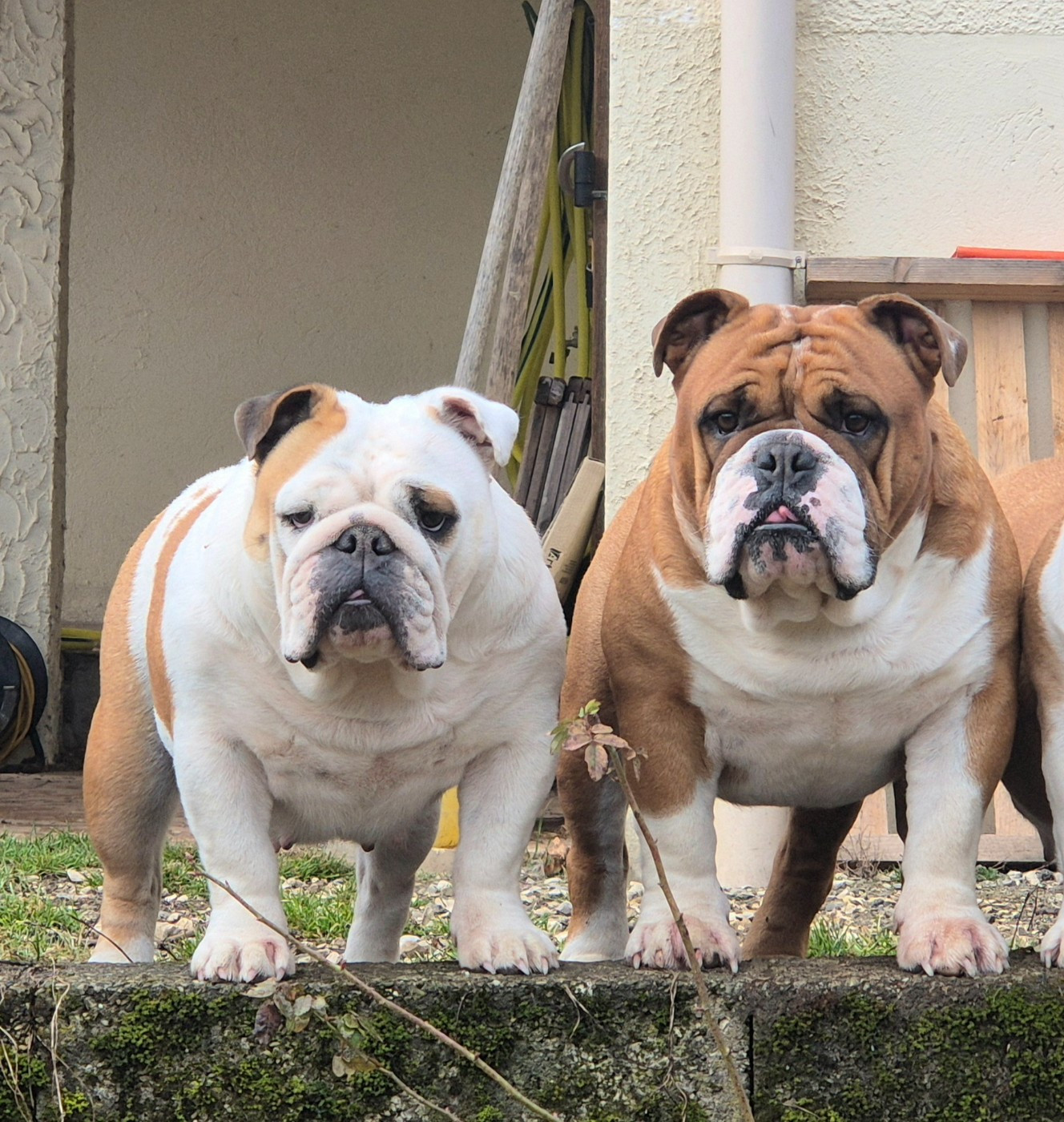 Naissance début avril 2026.