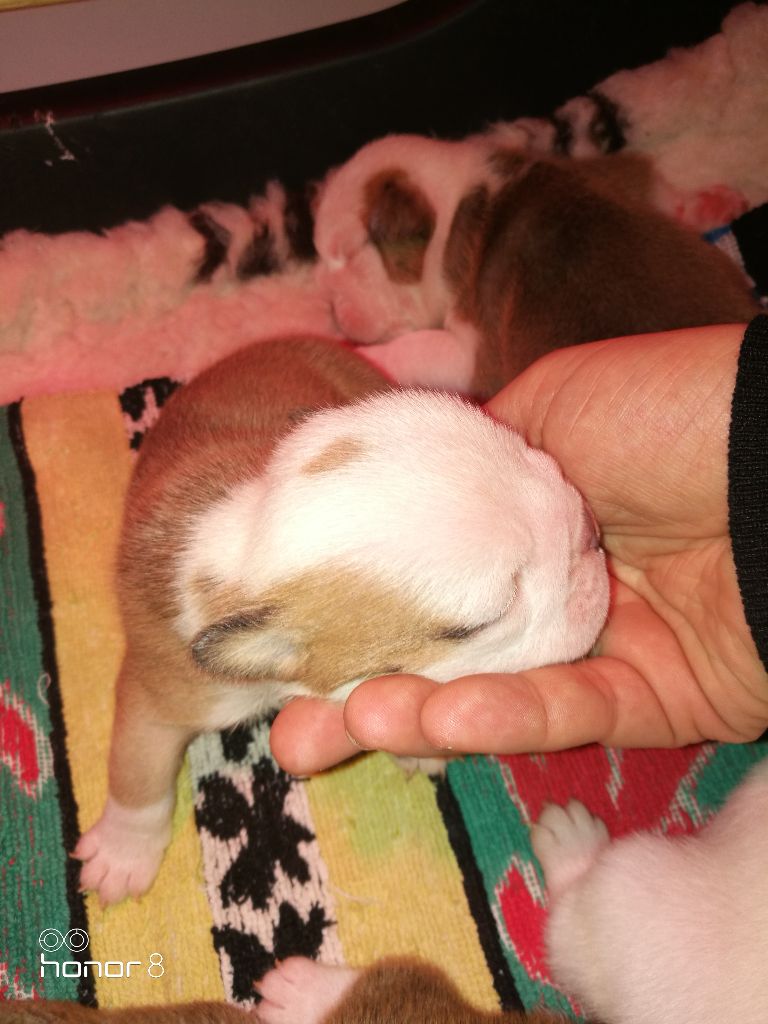 Du Royaume Des Sept Couronnes - Bulldog Anglais - Portée née le 16/12/2017