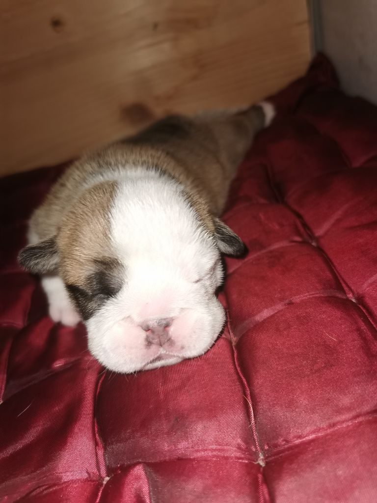 Du Royaume Des Sept Couronnes - Bulldog Anglais - Portée née le 12/07/2021