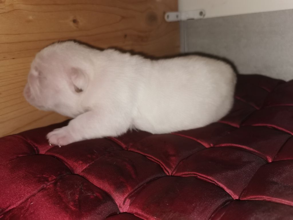 Du Royaume Des Sept Couronnes - Bulldog Anglais - Portée née le 12/07/2021